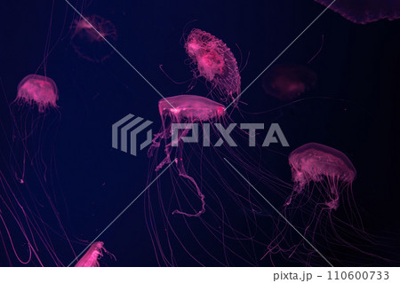 Group of fluorescent jellyfish swimming underwater aquarium pool. Group of fluorescent jellyfish swimming underwater aquarium pool. 110600733
