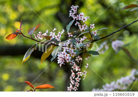 Beautiful Pink blooming bird cherry in an early spring 110601019