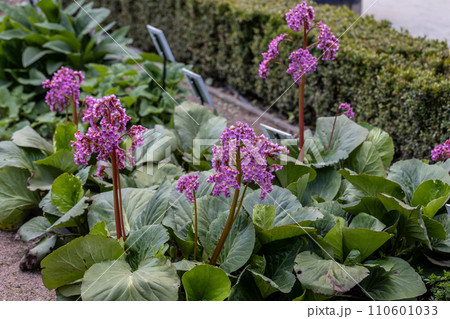 Green leaves and pink flower bergenia crassifolia 110601033