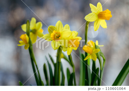 Beautiful Spring banner with fresh yellow daffodil flowers grow in pot on windowsill Beautiful Spring banner with fresh yellow daffodil flowers grow in pot on windowsill 110601064