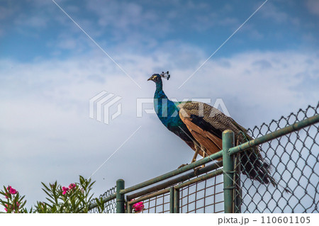 A male Peacock perching on fence 110601105