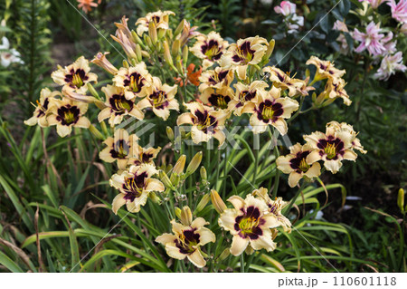 Blooming cultivar daylily. Hemerocallis Wild Horses in the summer garden 110601118