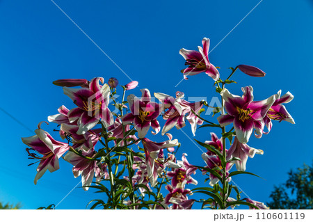 Oriental Hybrid Lilium Friso flowers in the garden Oriental Hybrid Lilium Friso flowers in the garden 110601119