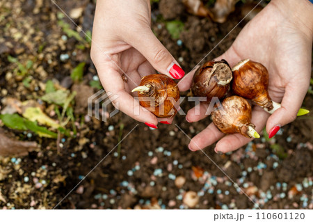 hands holding daffodil bulbs before planting in the ground hands holding daffodil bulbs before planting in the ground 110601120