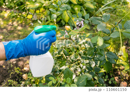 treatment in the garden of young shoots of roses from aphids, whiteflies and insect pests treatment in the garden of young shoots of roses from aphids, whiteflies and insect pests 110601150