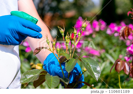 treatment in the garden of young shoots of roses from aphids, whiteflies and insect pests treatment in the garden of young shoots of roses from aphids, whiteflies and insect pests 110601189