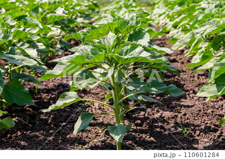 A close-up of a sprout of sunflower sprouts lit by the afternoon sun on fertile black soil. Concept agro culture. 110601284