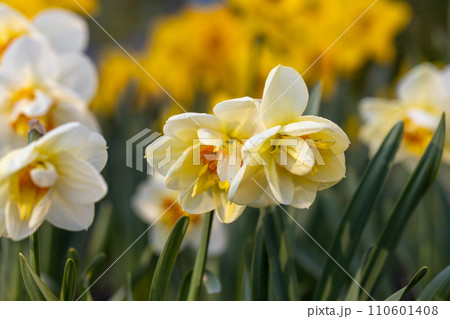 Beautiful narcissus flowers bloom in the spring garden. 110601408