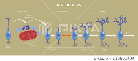 3D Isometric Flat Vector Illustration of Neurogenesis 110601434
