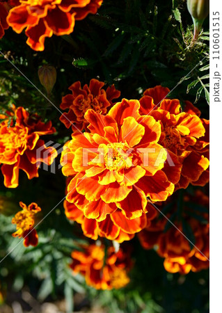 5990 マリーゴールド 5990 マリーゴールド 110601515