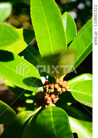 5984 タラヨウ 5984 タラヨウ 110601522