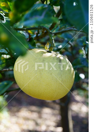 5981　ブンタン 110601526