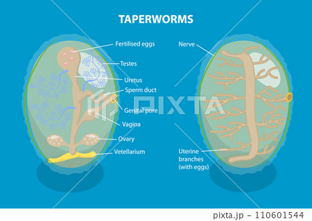 3D Isometric Flat Vector Illustration of Proglottid of Taperworm 110601544