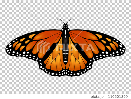 Monarch butterfly spreading its wings 110601899