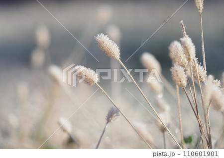 霜のおりた草の穂 霜のおりた草の穂 110601901