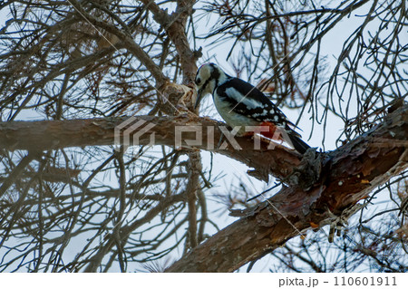 キツツキ科アカゲラ♂の採餌行動 キツツキ科アカゲラ♂の採餌行動 110601911