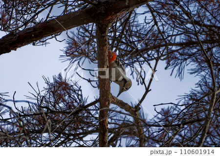 キツツキ科アカゲラ♂の採餌行動 キツツキ科アカゲラ♂の採餌行動 110601914