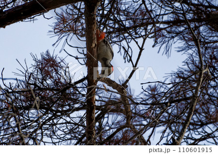 キツツキ科アカゲラ♂の採餌行動 キツツキ科アカゲラ♂の採餌行動 110601915