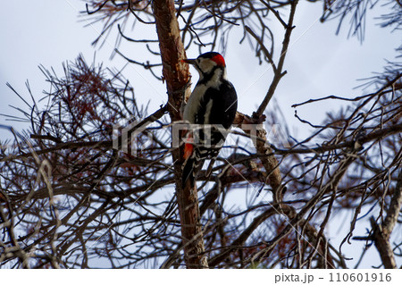 キツツキ科アカゲラ♂の採餌行動 キツツキ科アカゲラ♂の採餌行動 110601916
