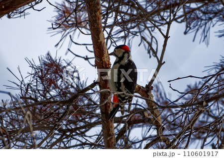 キツツキ科アカゲラ♂の採餌行動 キツツキ科アカゲラ♂の採餌行動 110601917