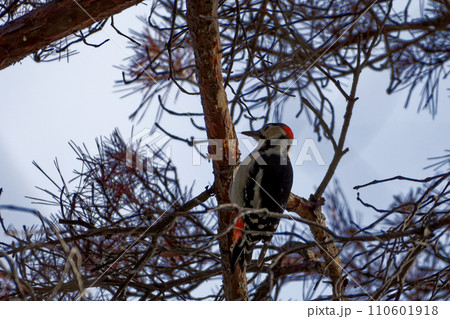 キツツキ科アカゲラ♂の採餌行動 キツツキ科アカゲラ♂の採餌行動 110601918