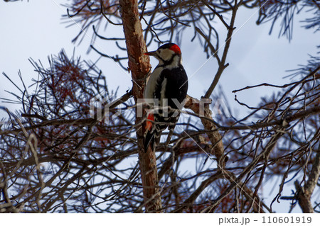 キツツキ科アカゲラ♂の採餌行動 キツツキ科アカゲラ♂の採餌行動 110601919
