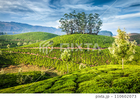 Green tea plantations in Munnar, Kerala, India Green tea plantations in Munnar, Kerala, India 110602073