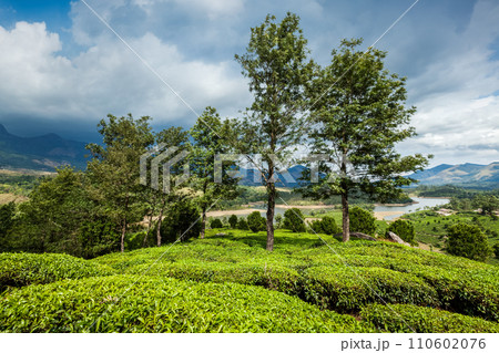 Green tea plantations in Munnar, Kerala, India 110602076