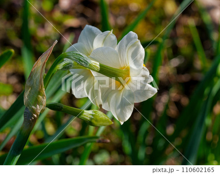 球根植物ヒガンバナ科ニホンズイセンの開花 110602165