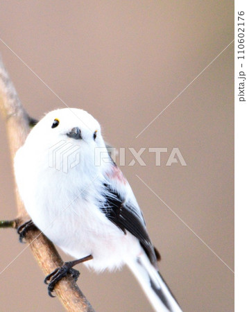 美しくて可愛いシマエナガ 110602176