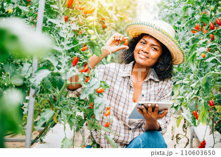 Asian Black woman farmer in the greenhouse, using a digital tablet for smart farming. Owners work, growing tomatoes, inspecting vegetables for quality with innovation. Asian Black woman farmer in the greenhouse, using a digital tablet for smart farming. Owners work, growing tomatoes, inspecting vegetables for quality with innovation. 110603650