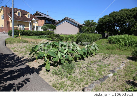 関宿　せきじゅく　宿場町　東海道47番目　重要伝統的建造物群保存地区　百六里庭　眺関亭　関地蔵院 110603912