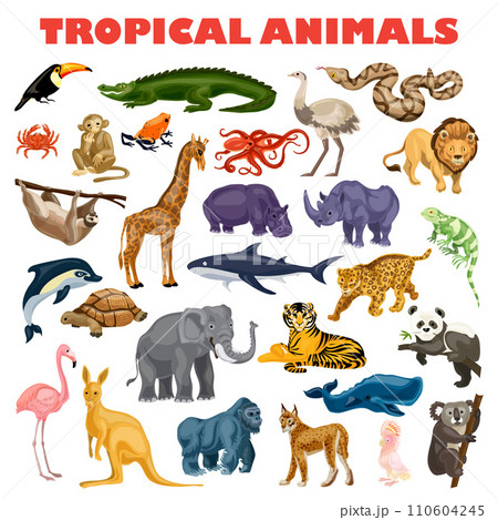 Tropical animal concept background. Cartoon illustration of tropical animal vector concept background for web design Tropical animal concept background. Cartoon illustration of tropical animal vector concept background for web design 110604245