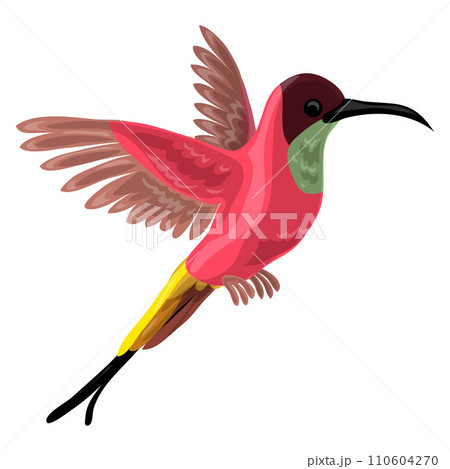 Colibri bird icon. Cartoon of colibri bird vector icon for web design isolated on white background 110604270