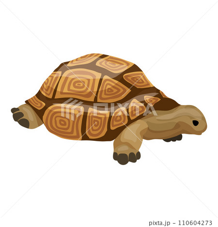 Turtle icon. Cartoon of turtle vector icon for web design isolated on white background Turtle icon. Cartoon of turtle vector icon for web design isolated on white background 110604273