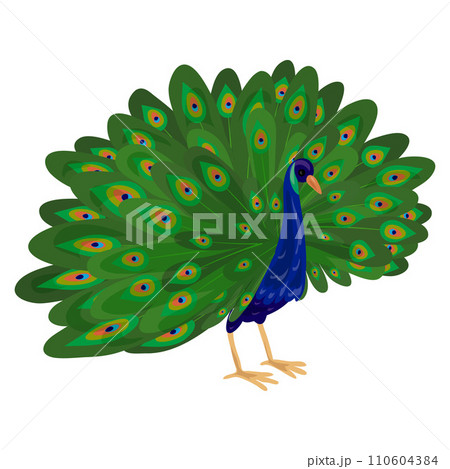 Peacock icon. Cartoon of peacock vector icon for web design isolated on white background 110604384