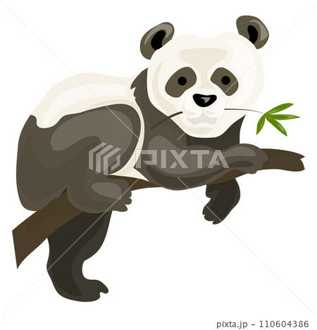 Panda bear icon. Cartoon of panda bear vector icon for web design isolated on white background 110604386
