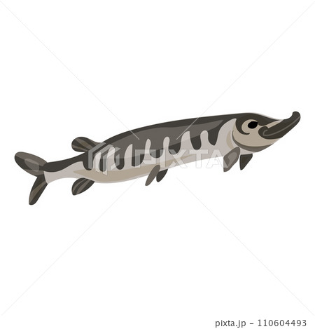 Pike fish icon. Cartoon of pike fish vector icon for web design isolated on white background 110604493