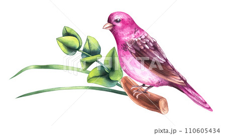 Watercolor Valentines day bird on a branch isolated on white Watercolor Valentines day bird on a branch isolated on white 110605434