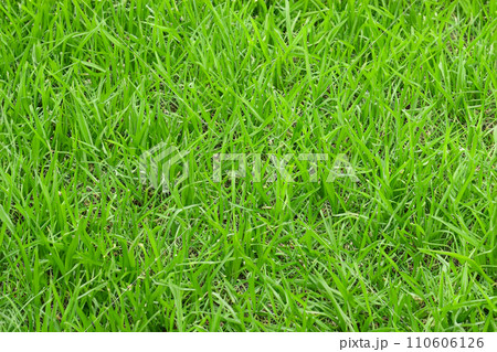 青々とした芝生の背景画像 青々とした芝生の背景画像 110606126
