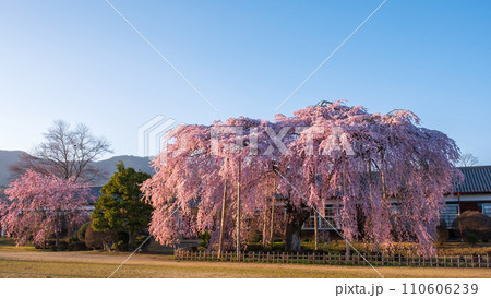 杵原学校の枝垂れ桜（夕方） 110606239