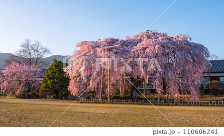 杵原学校の枝垂れ桜(夕方) 杵原学校の枝垂れ桜(夕方) 110606241