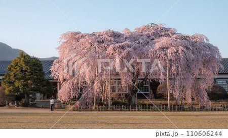 杵原学校の枝垂れ桜(夕方) 杵原学校の枝垂れ桜(夕方) 110606244