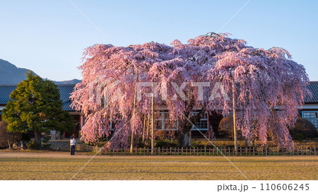 杵原学校の枝垂れ桜（夕方） 110606245