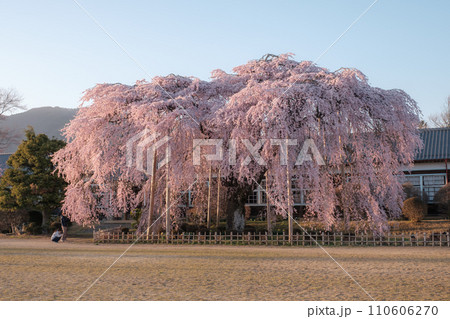 杵原学校の枝垂れ桜（夕方） 110606270