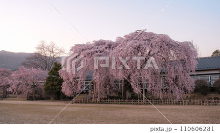 杵原学校の枝垂れ桜(夕方) 杵原学校の枝垂れ桜(夕方) 110606281