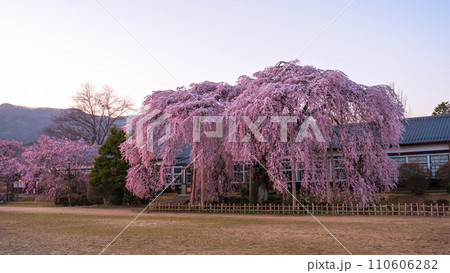 杵原学校の枝垂れ桜（夕方） 110606282