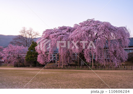 杵原学校の枝垂れ桜(夕方) 杵原学校の枝垂れ桜(夕方) 110606284