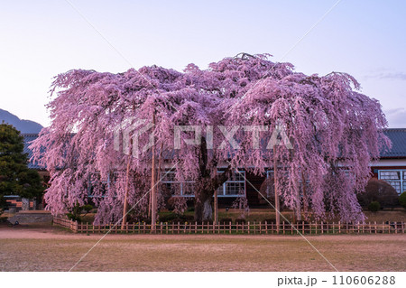 杵原学校の枝垂れ桜（夕方） 110606288