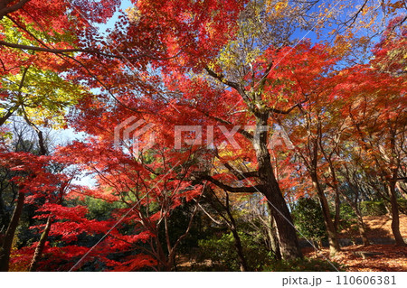 埼玉県東松山市岩殿 物見山公園の一画の紅葉したモミジ群生 埼玉県東松山市岩殿 物見山公園の一画の紅葉したモミジ群生 110606381